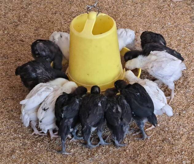 ม.นครพนม พัฒนาไก่พันธุ์ลูกผสมพื้นเมือง ‘ศรีโคตรบูรณ์’ เพิ่มทางเลือกให้เกษตรกร