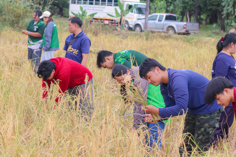 “ลงแขกเกี่ยวข้าว” สืบสานวิถีพอเพียง ปลูกฝังวินัย ฟื้นฟูจิตใจนักศึกษาผู้ต้องขัง