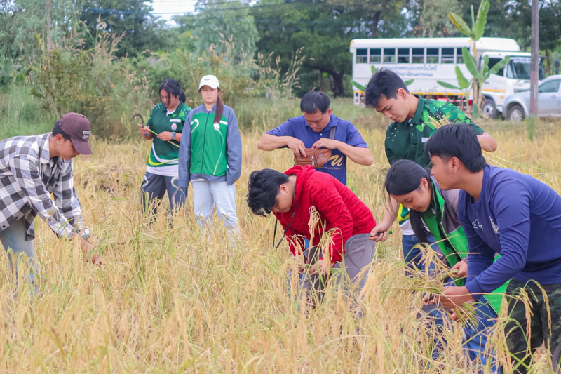 “ลงแขกเกี่ยวข้าว” สืบสานวิถีพอเพียง ปลูกฝังวินัย ฟื้นฟูจิตใจนักศึกษาผู้ต้องขัง