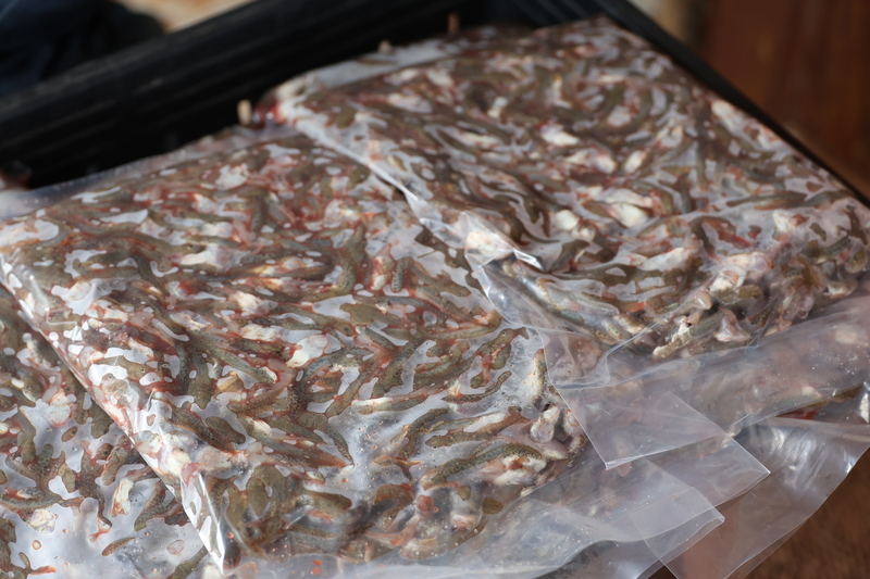 ม.นครพนม แปรรูปลูกอ๊อด หนุนวิสาหกิจชุมชน “กบนานครพนม” ยกระดับสินค้าท้องถิ่นสู่ตลาดอาเซียน