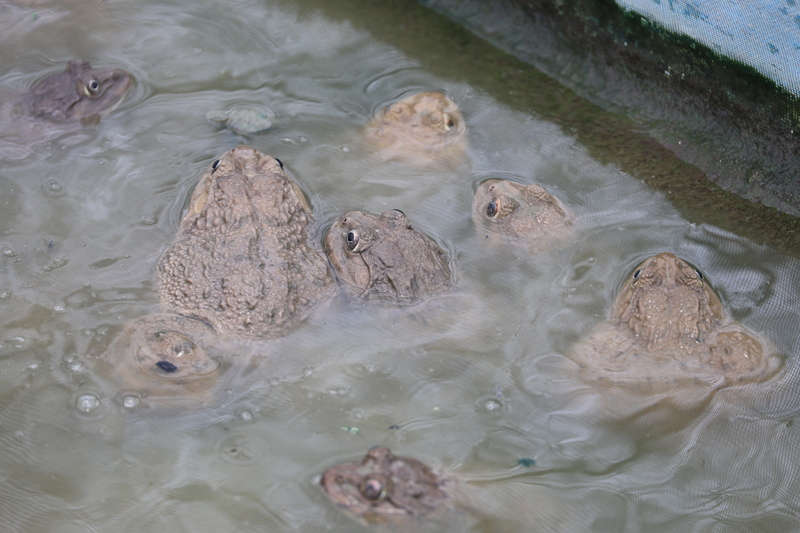 ม.นครพนม แปรรูปลูกอ๊อด หนุนวิสาหกิจชุมชน “กบนานครพนม” ยกระดับสินค้าท้องถิ่นสู่ตลาดอาเซียน